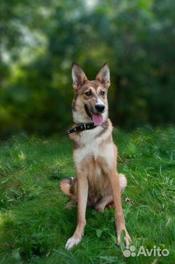 Собака в добрые руки щенок из приюта