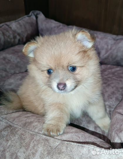 Щенок мини шпиц