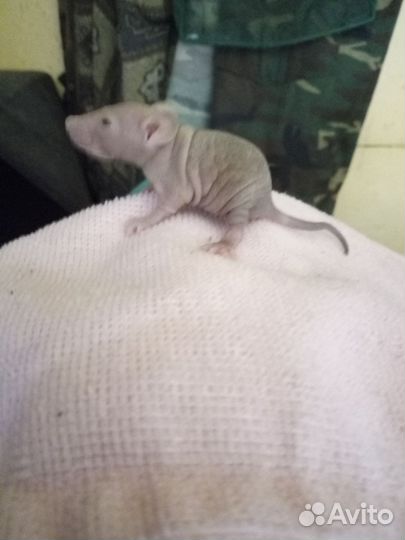 Декоративная крыса дамбо