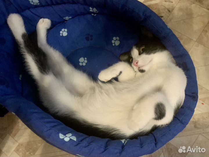 Котенок сибирский