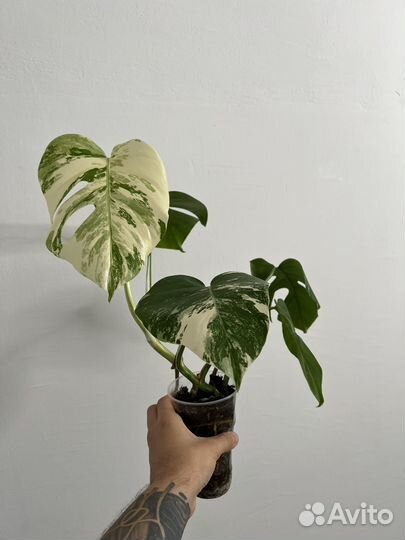 Монстера альба