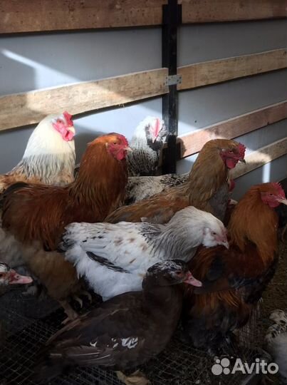 Петухи,Куры,Индоутки,Подсадные Кряквы