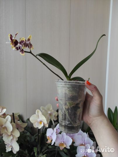 На брони Орхидея фаленопсис мультифлора