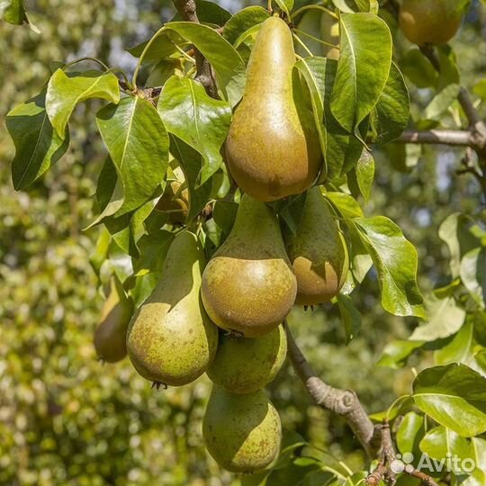Саженцы груши Чижовская
