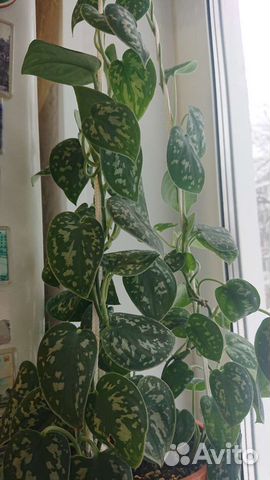 Сциндапсус росписной,Эпипремнум Энджой