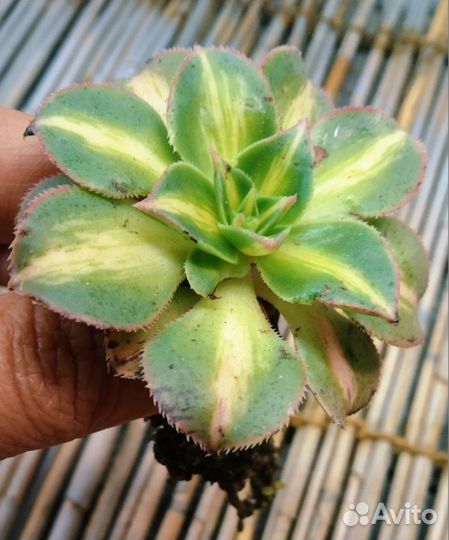 Эониумы золотистые оттенки NEW 09.09