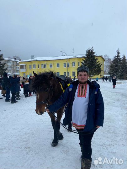 Полутяж жеребец