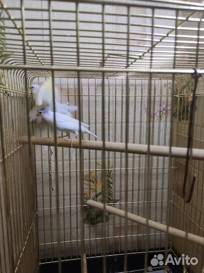 Кенара и канарейки