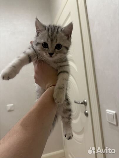 Шотландские котята