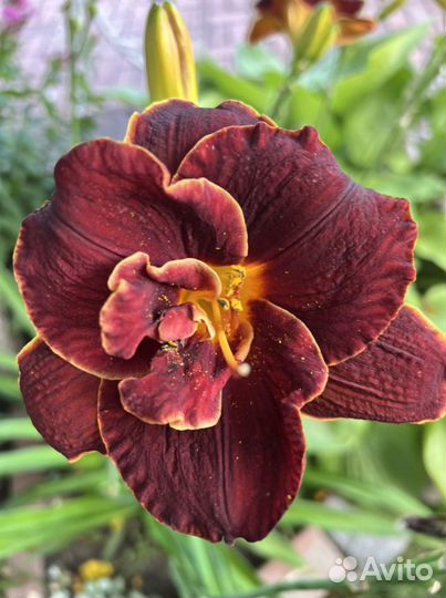 Лилейники сортовые