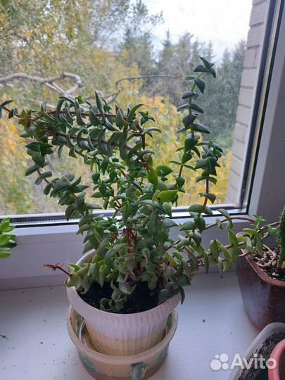 Крассула перфората