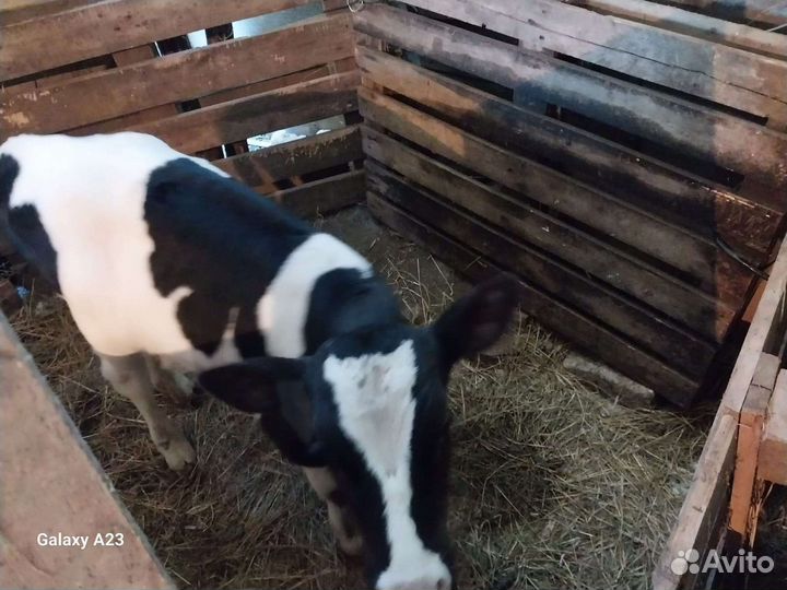 Телята бычки