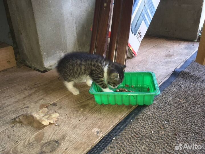 Котенок котик 1,5- 2 мес