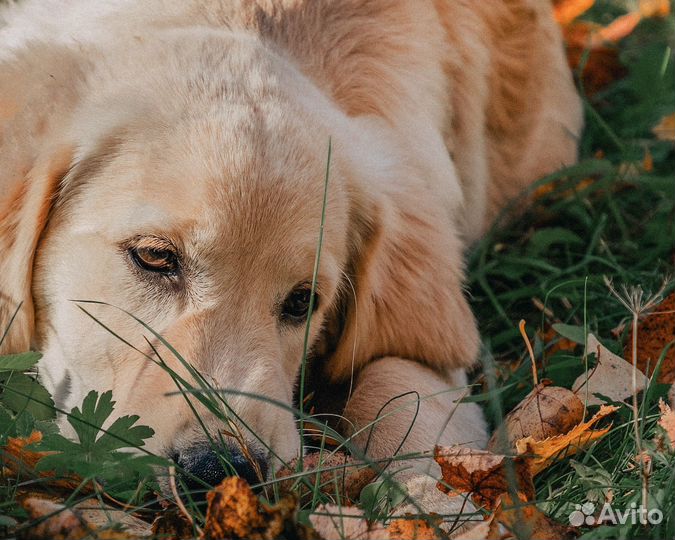 Фотограф-анималист
