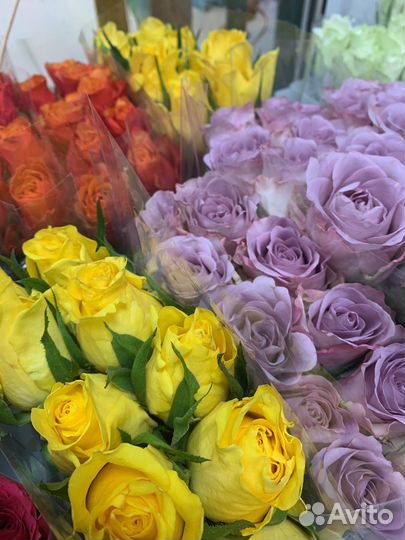 Букет роз, 101 роза, 51 роза