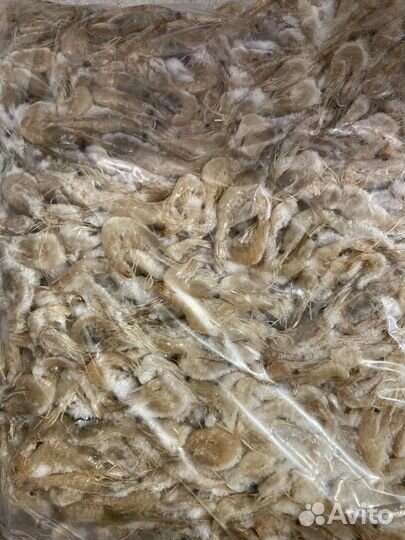 Нереис, червь лиманный.Креветка черноморская