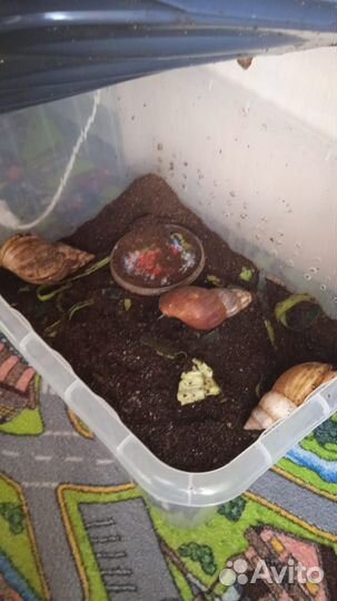 Улитки ахатины