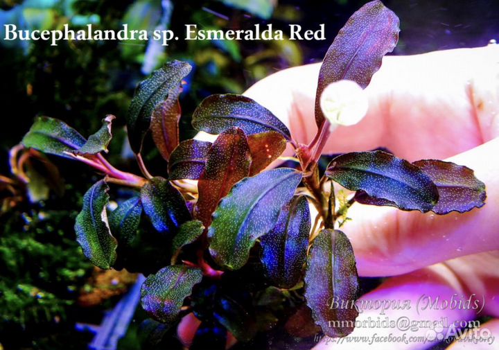 Аквариумные растения: