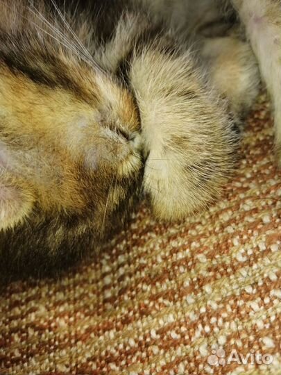 Котенок в дар