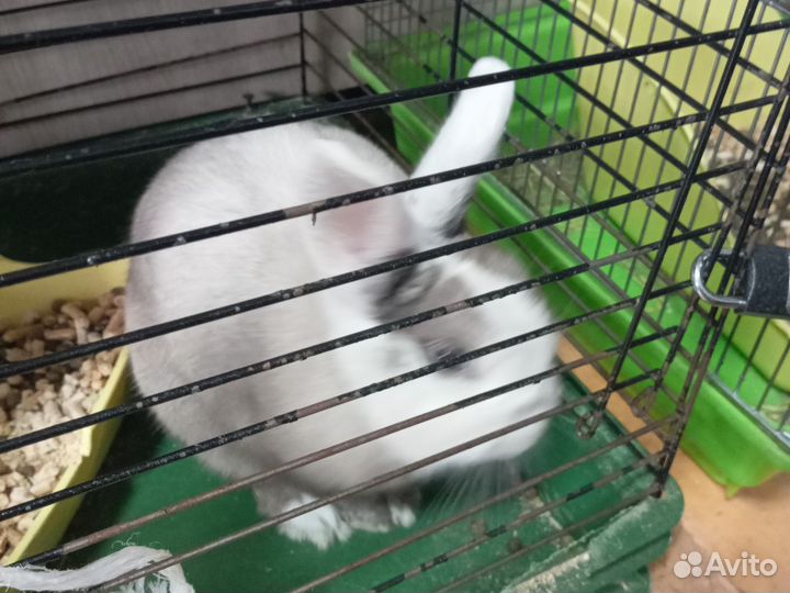 Декоративные кролики