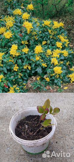 Клëн, магония, виноград девичий