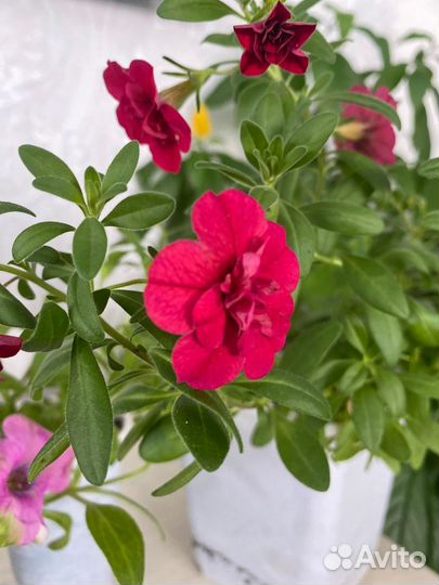 Калибрахоа