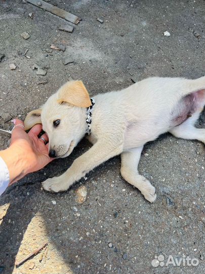 Щенок мальчик