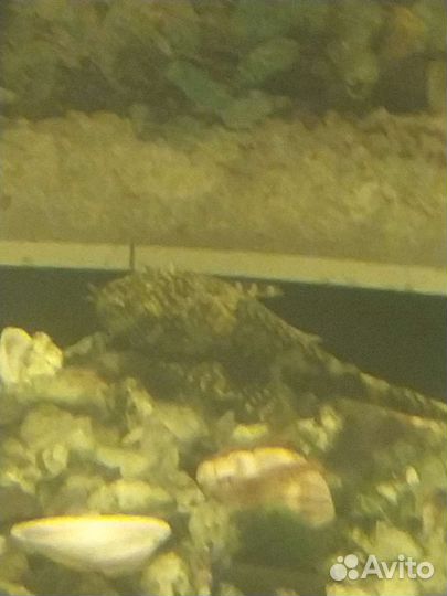 Сом анциструс (с усиками)