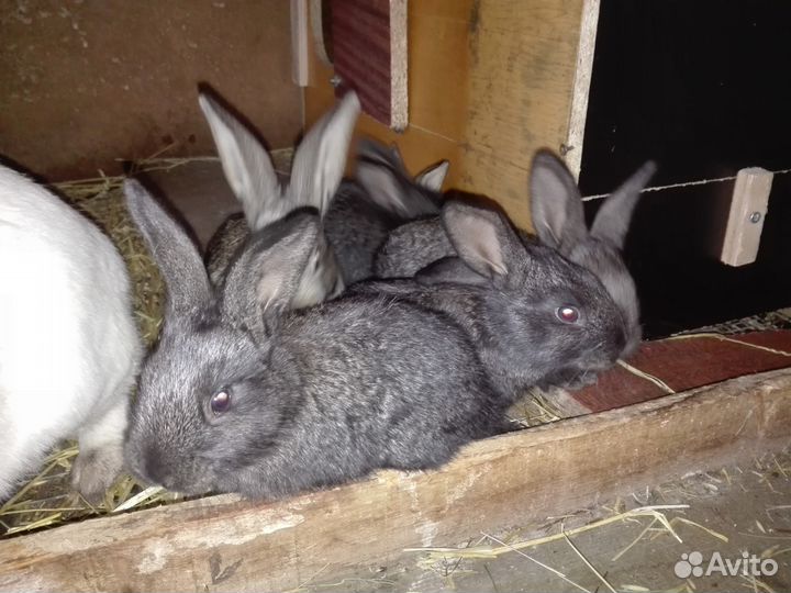 Кролики-Ризены и крольчата 2-3 месяца о