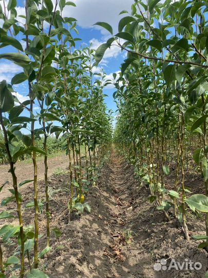 Саженцы груши Чижовская