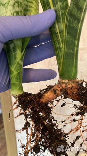 Сансевиерия Футура вариегатная