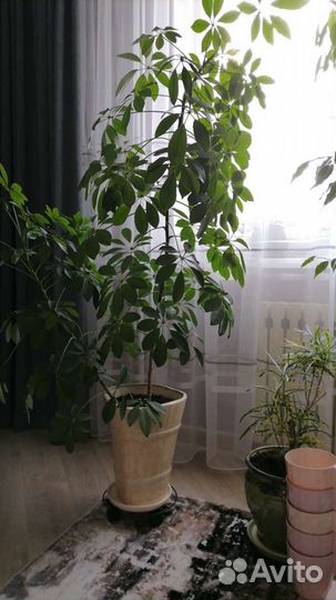 Комнатные цветы шефлера