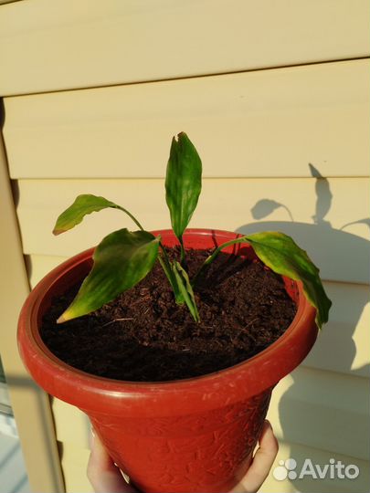 Спатифиллум женское счастье