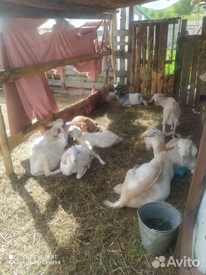 Продам коз и козлят на племя