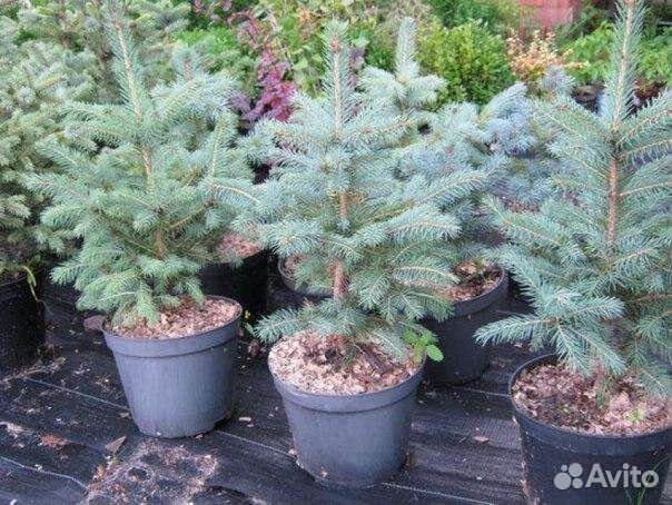 Саженцы ель голубая