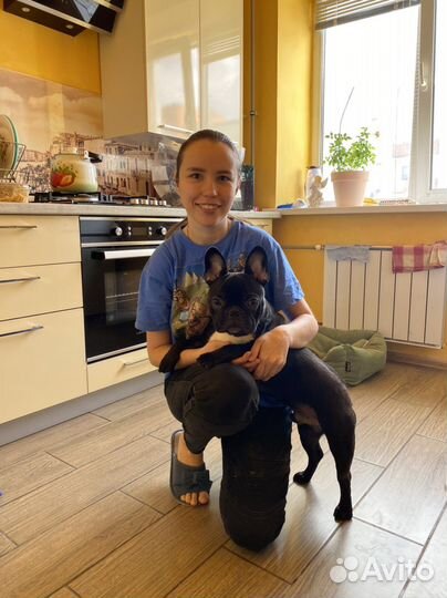 Передержка кошек и собак в квартире, догситтер