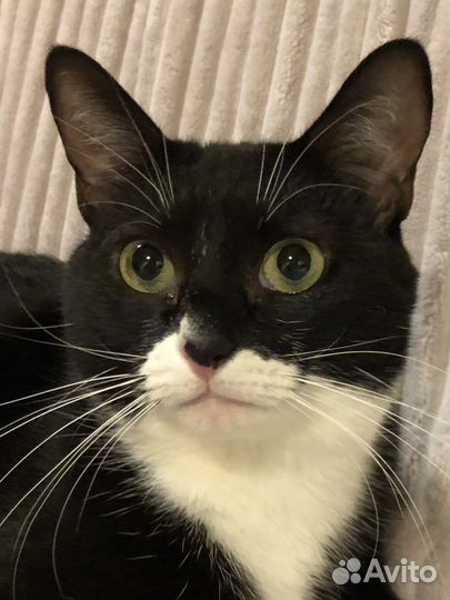 Черно белая кошечка ищет дом