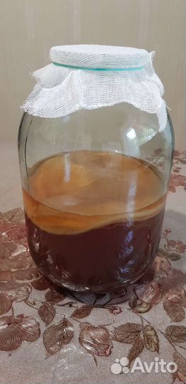 Чайный гриб комбуча