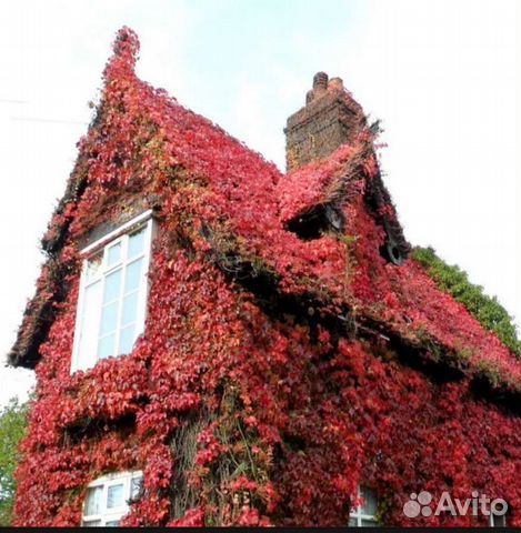 Дикий (девичий) виноград