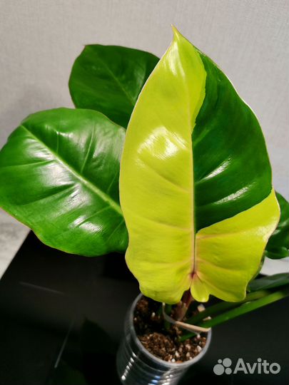 Филодендрон Пин тонг