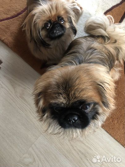 Вязка пекинес