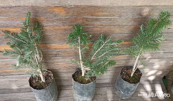 Пихта сибирская высотой 35-40 см возраст 6 лет