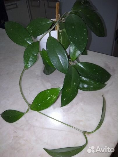 Хойя цветущая