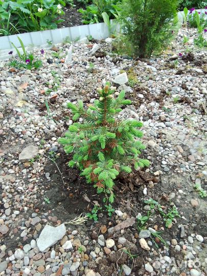 Саженцы ель голубая