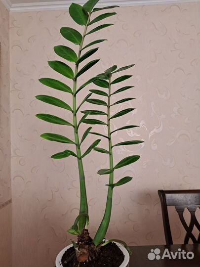 Замиокулькас