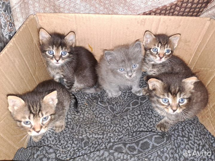 Котята,помесь с британцами