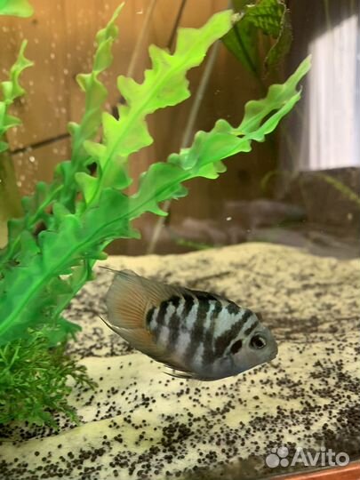 Рыбка сапфировый попугай