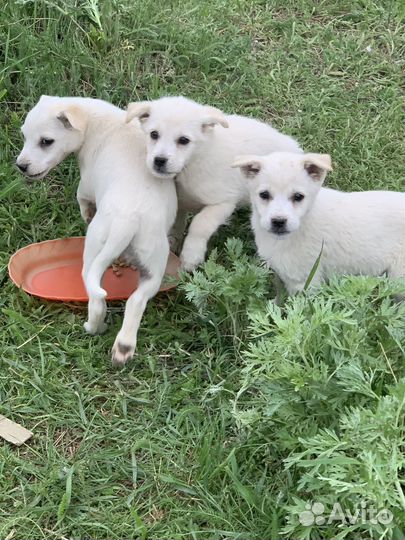 Щенки