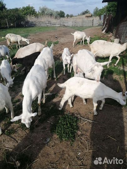 Козье молоко