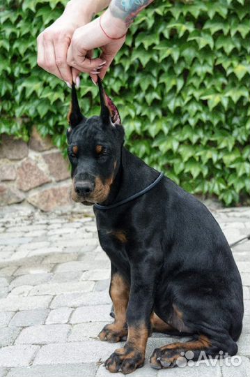 Щенки добермана